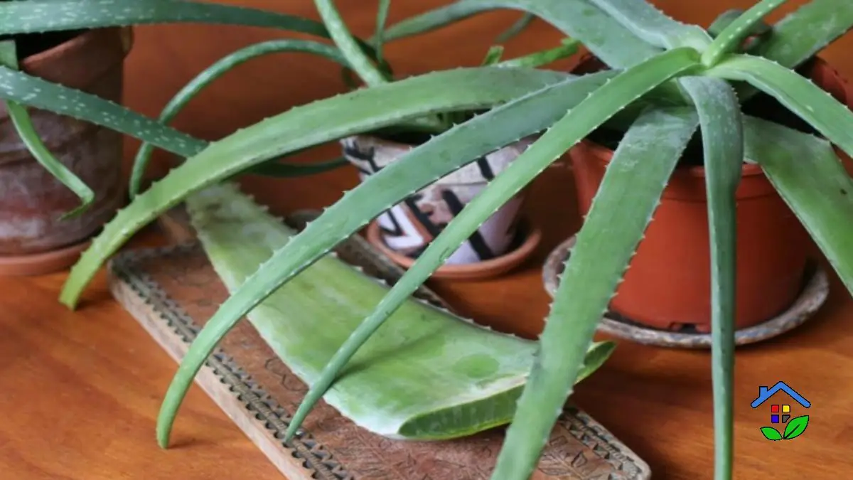 Breathe Easy How Aloe Vera Can Purify Your Air