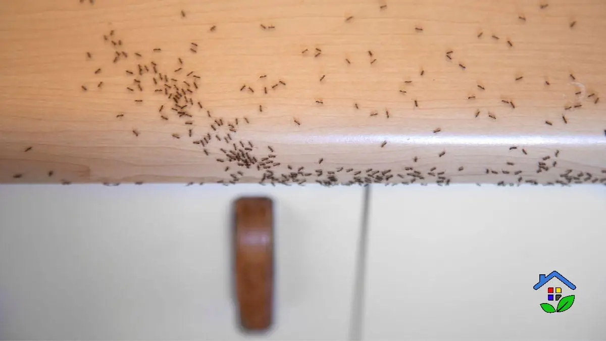 Got Ants in the Kitchen? These Natural Tips Will Send Them Packing