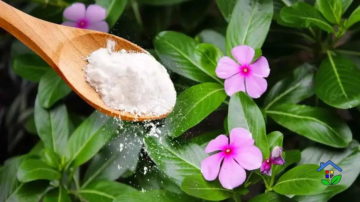 Gardening Tips 5 Baking Soda Benefits Plants