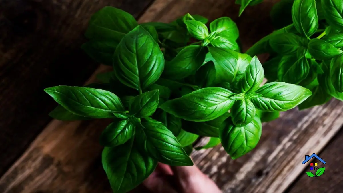 Extend Your Basil's Lifespan 6 Expert Tips