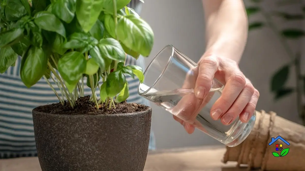 Watering basil