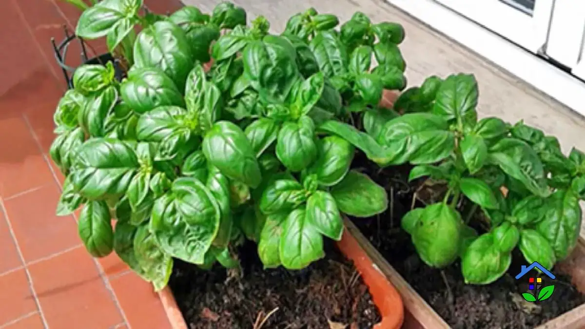 Aromatic Allure How to Nurture Enduring Basil on Your Balcony
