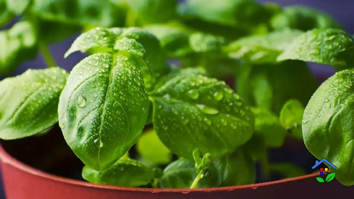 Basil Planting Tips 5 Conditions for Flourishing Herbs