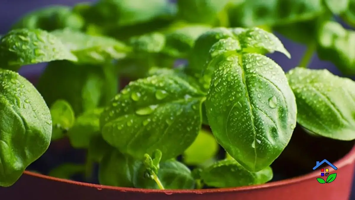 Basil Care 7 Tips to Keep Your Plant Fresh