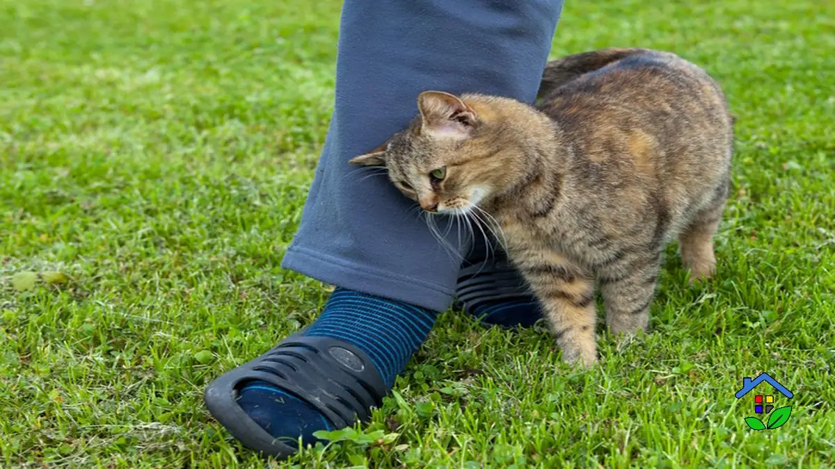 Your cat is not receiving sufficient affection