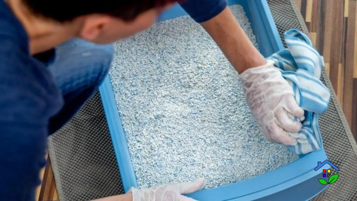 Top 5 Tips for Effective Cat Litter Care and Hygiene