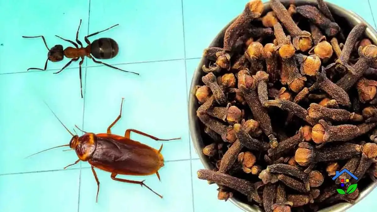 Nature's Pest Repellent Harness the Power of Cloves to Banish Insects!
