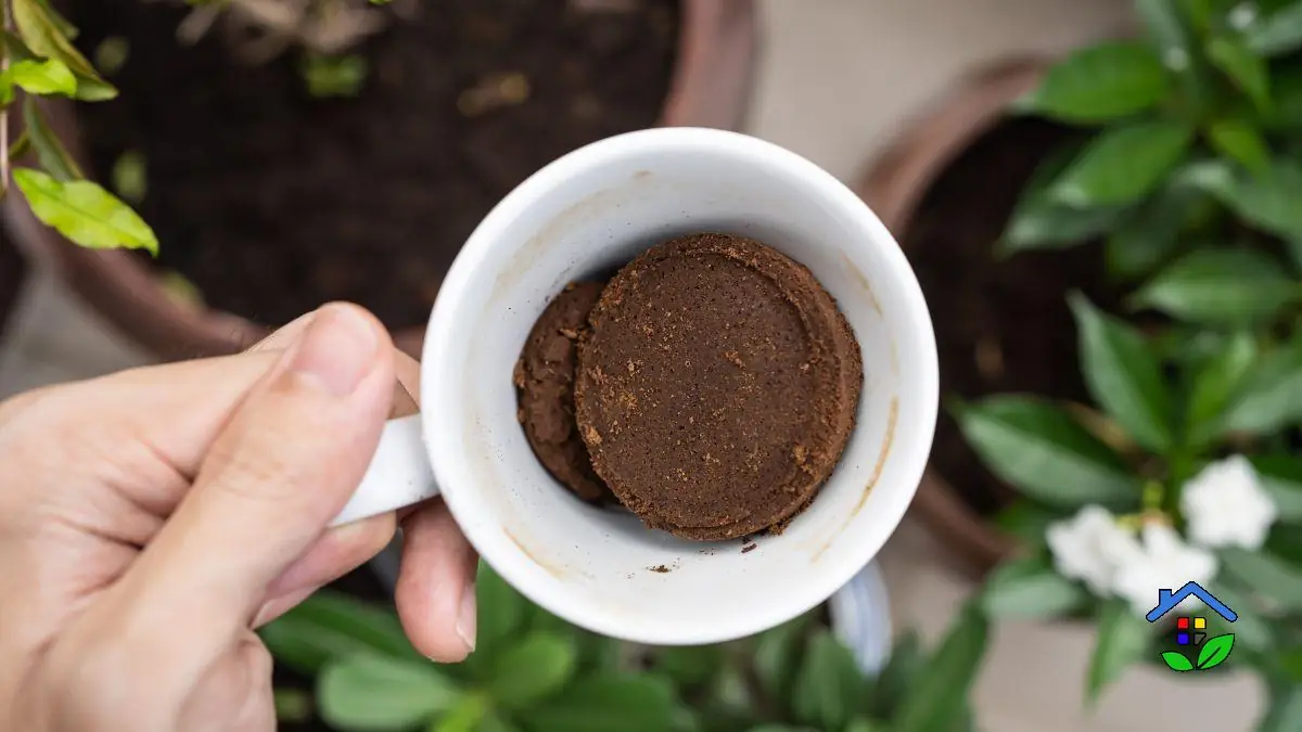 Coffee Grounds: A Powerful Natural Fertilizer for Your Plants
