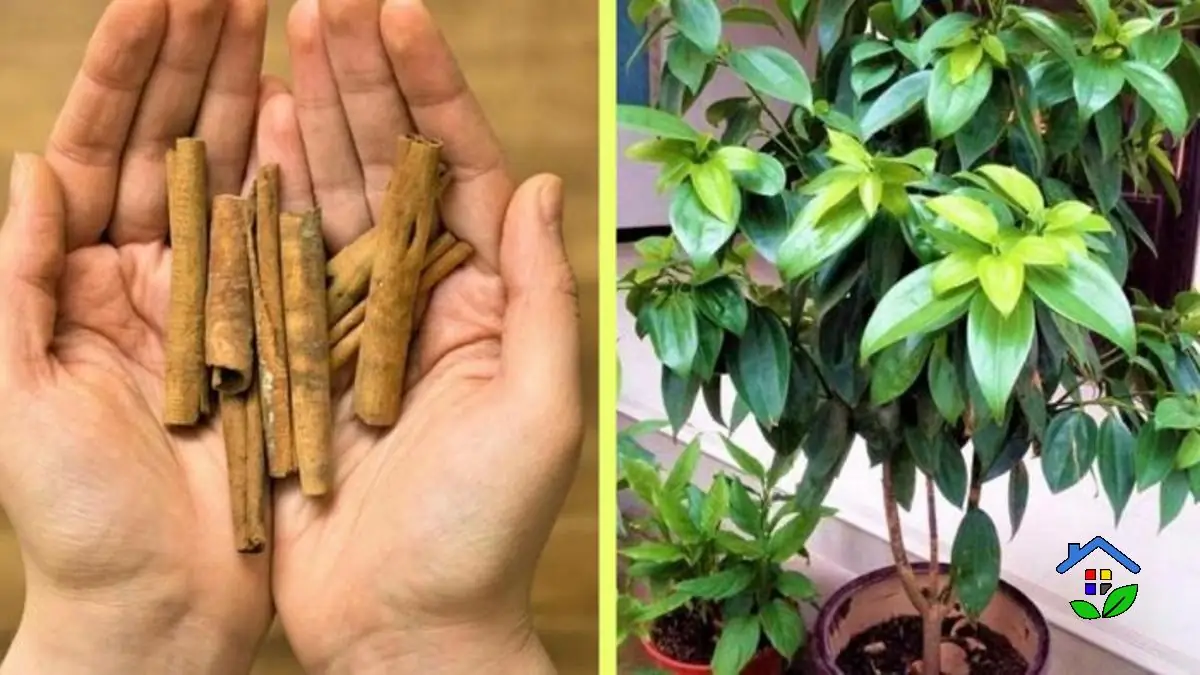 Cultivating Cinnamon Simple Steps for Home Planting