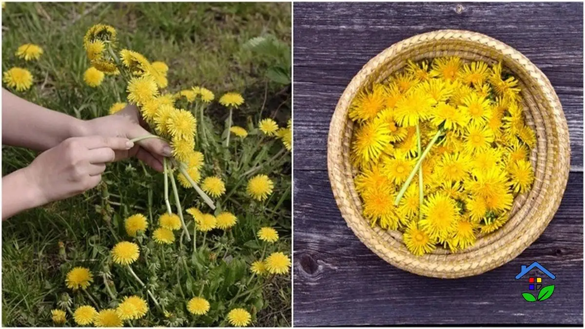 From Weed to Wonder Herb The 6 Amazing Health Benefits of Dandelion