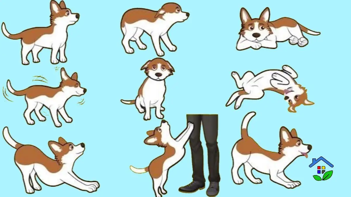 Decoding Dog's Desires 7 Body Parts That Say It All