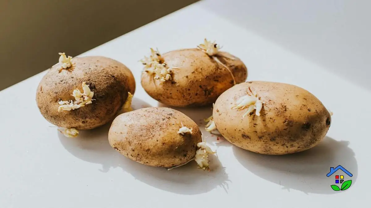 Sprouted Potatoes: To Eat or Not to Eat?