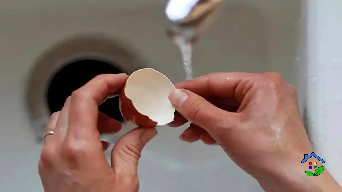 Advantages of eggshells for promoting hydration and providing nourishment
