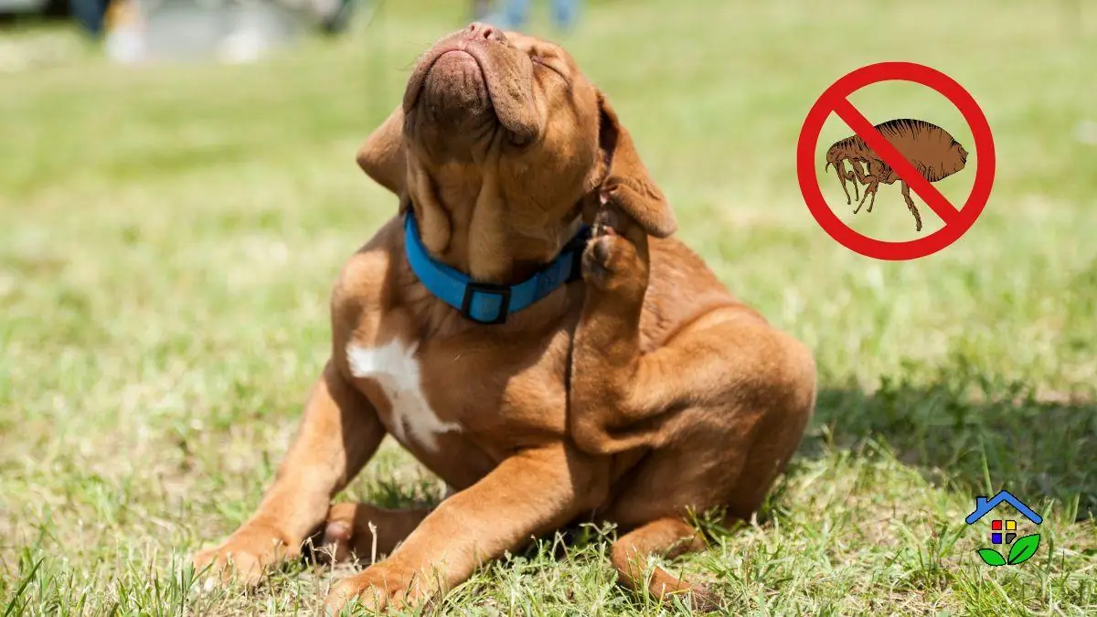 How to Naturally Get Rid of Fleas: Tips and Tricks