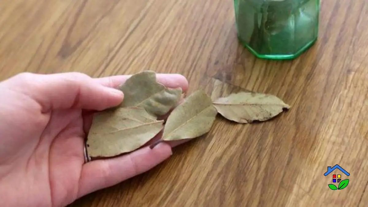 Make a Natural DualAction Food Moth Repellent