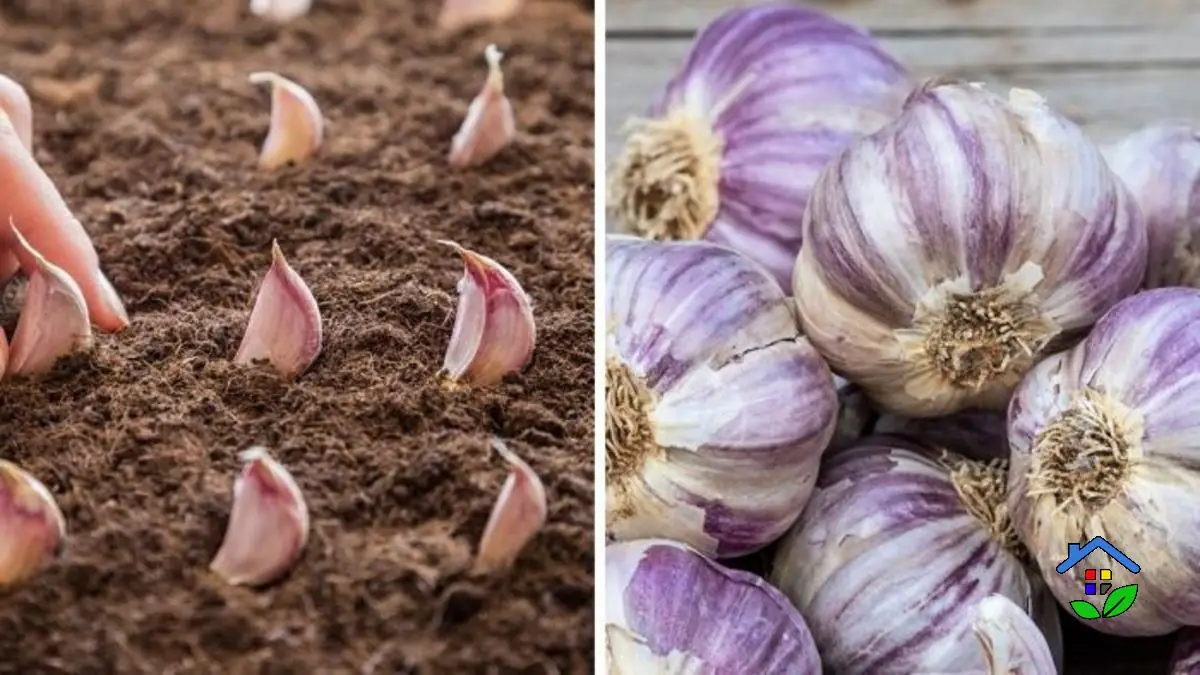 Homegrown Garlic 101 A Detailed Guide to Growing Your Supply