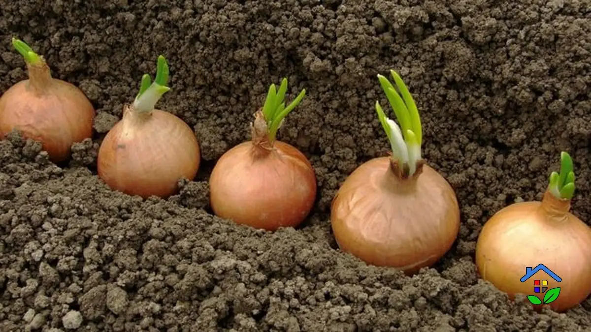 Onions From Seed To Plate How To Grow And Harvest Them