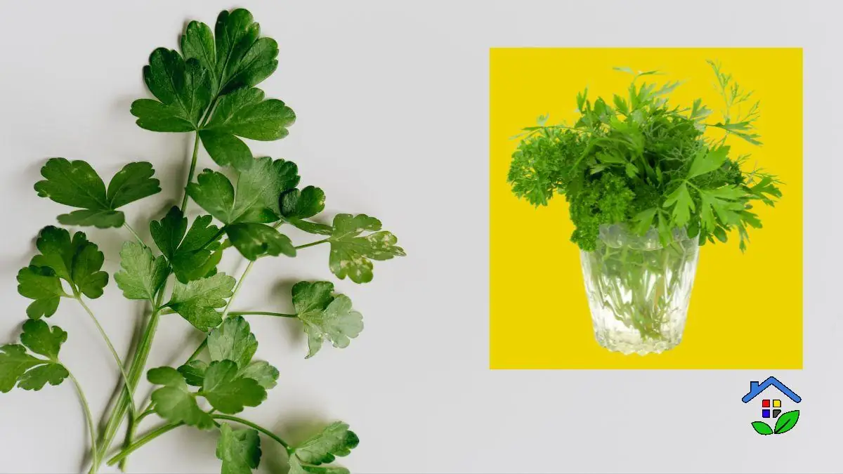 Grow These 6 Kitchen Herbs in Water – No Soil Needed!