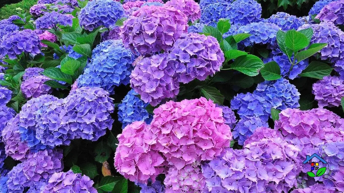 Blooming Hydrangea Flower 5 Essential Tips to Grow It