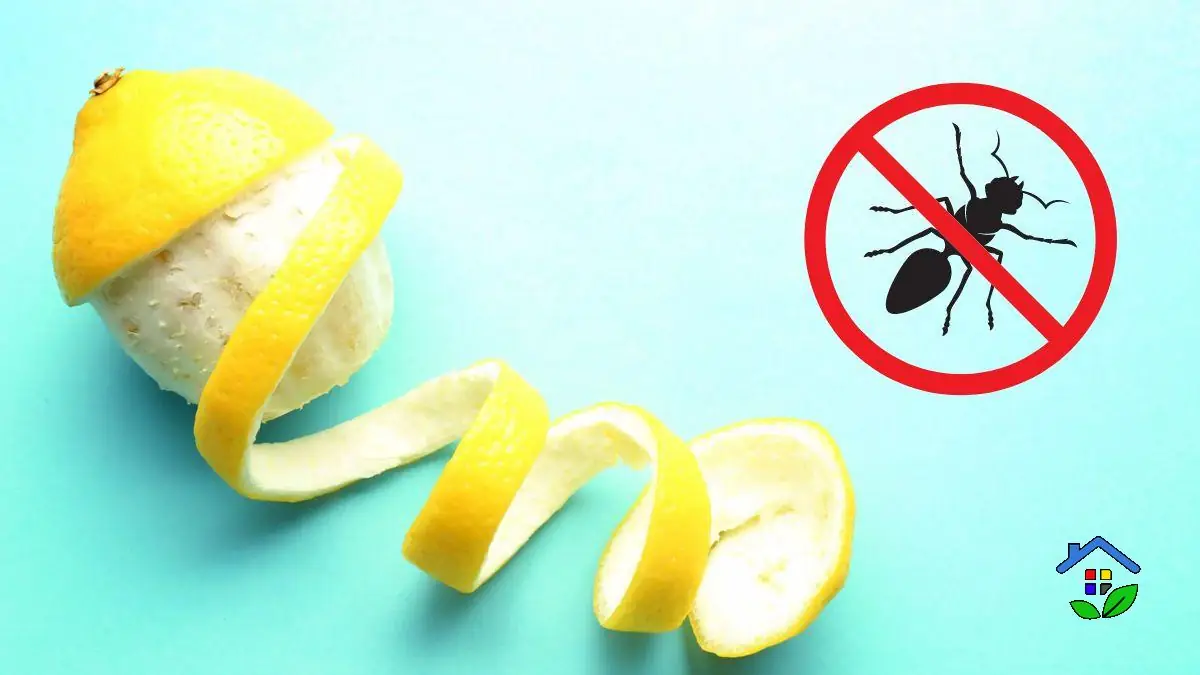 Lemon peel-based solution for deterring ants naturally
