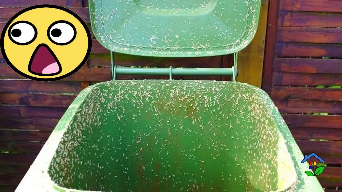 Maggot Removal Guide From Trash Bins and Drains