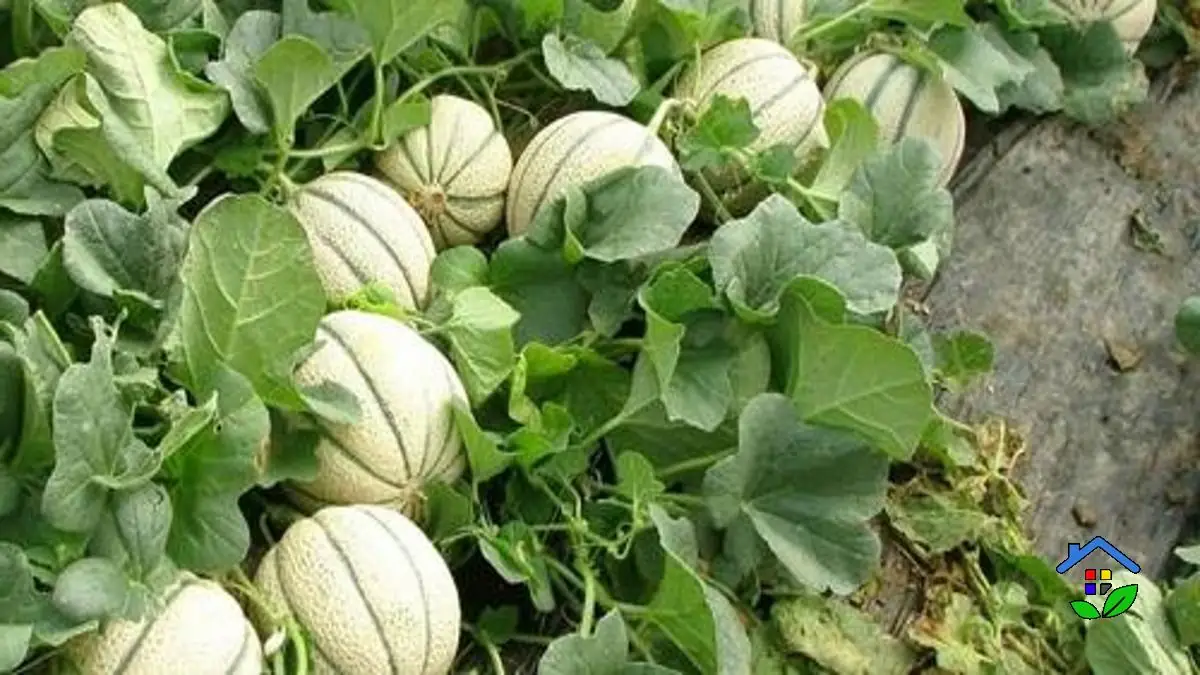 From Seed to Sweet Growing Melons Successfully