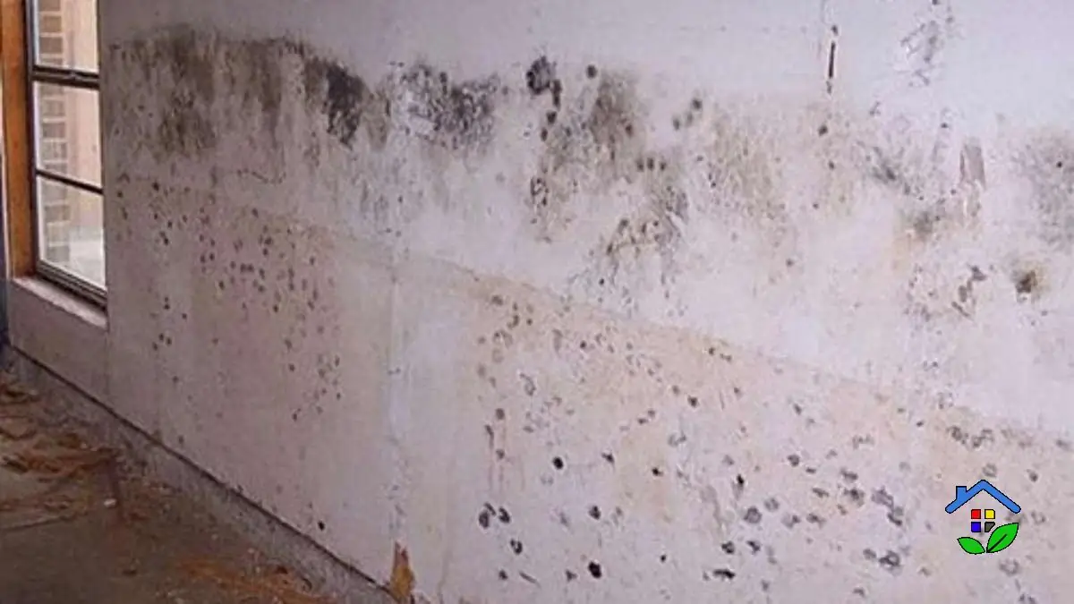 Simple Mold Remover Quick Wall Cleaning Trick