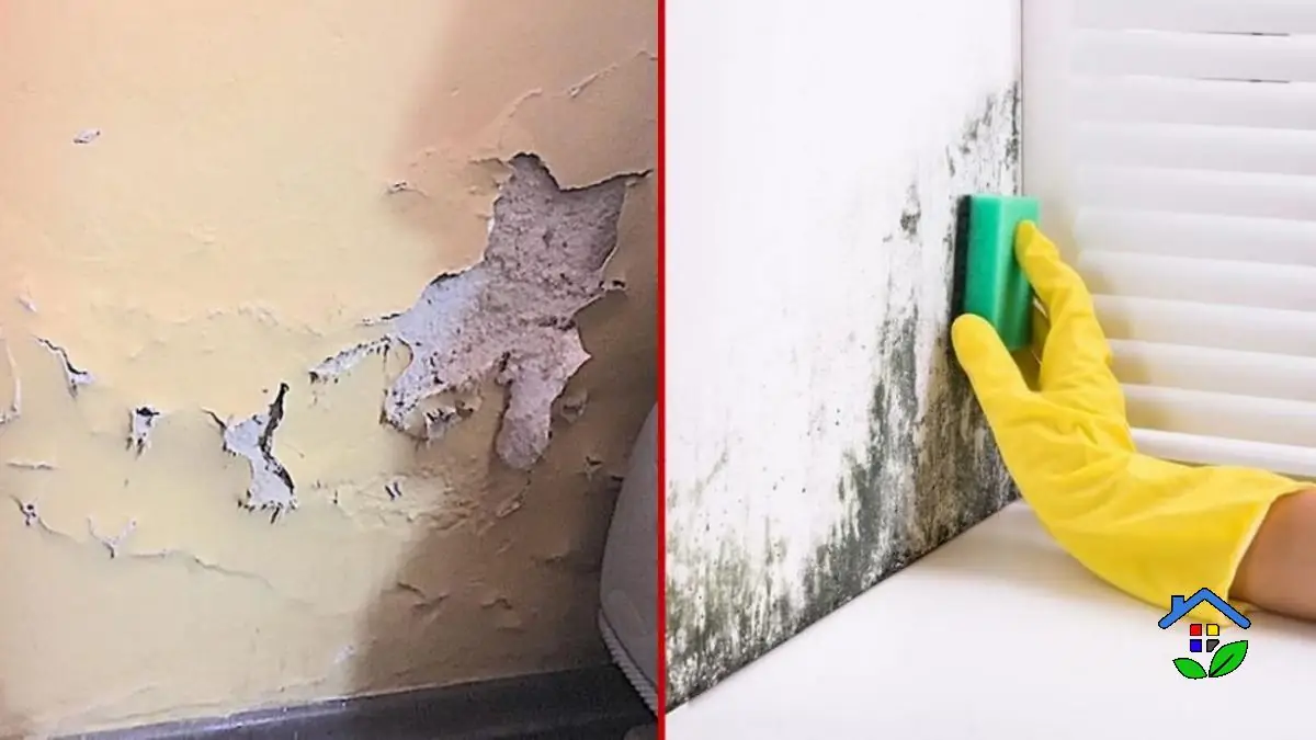 MoldFree Walls 4 Powerful Solutions for a Healthier Home!