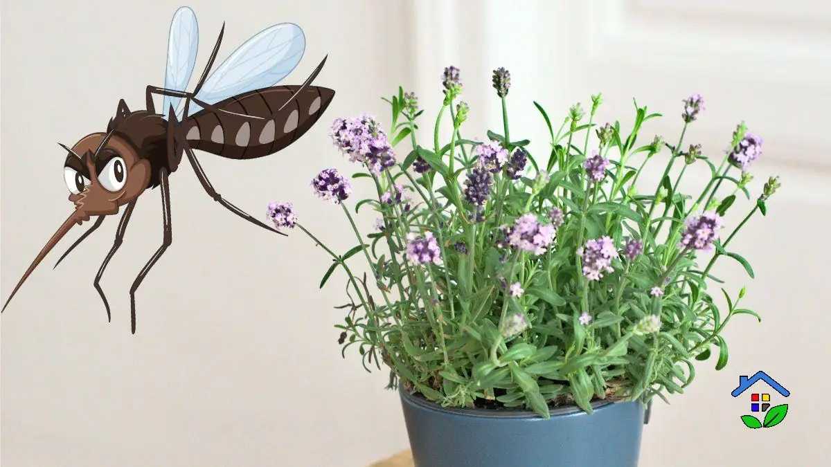 5 mosquito-repellent plants to keep around your home