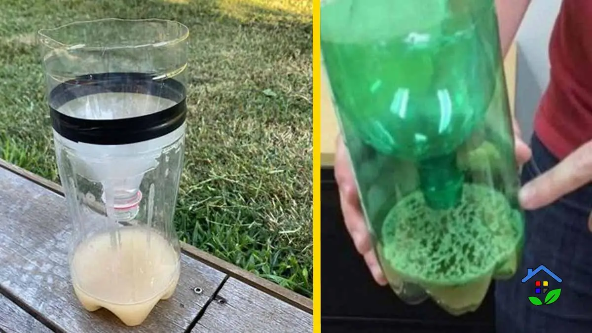 DIY Mosquito Trap Magic Catching Bugs with Two Simple Ingredients
