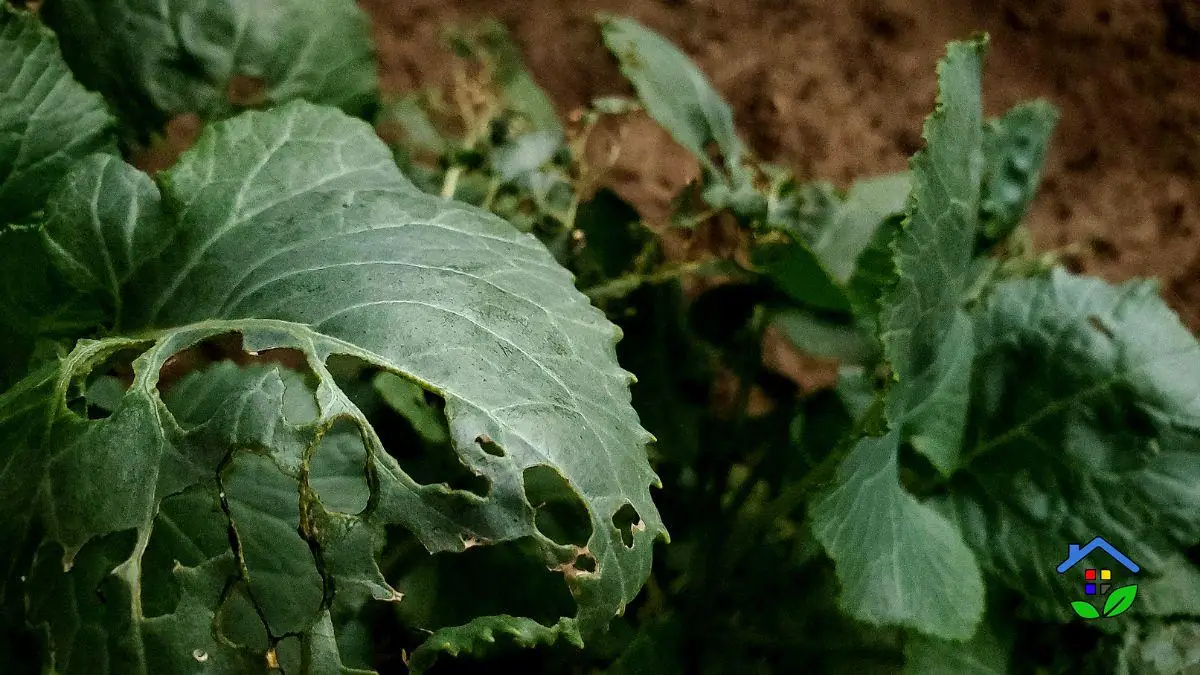Natural Pest Control Tips for Your Vegetable Garden