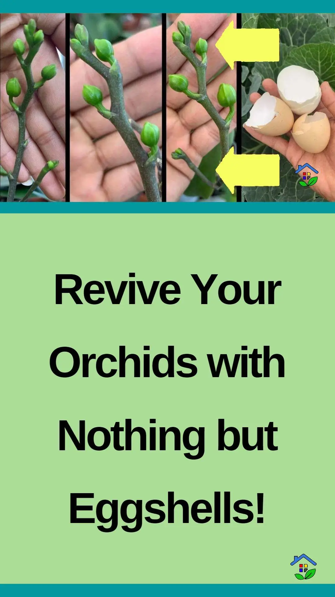 Revitalize orchid oasis: thriving blooms with eggshells! data-pin-id=938648747317229154