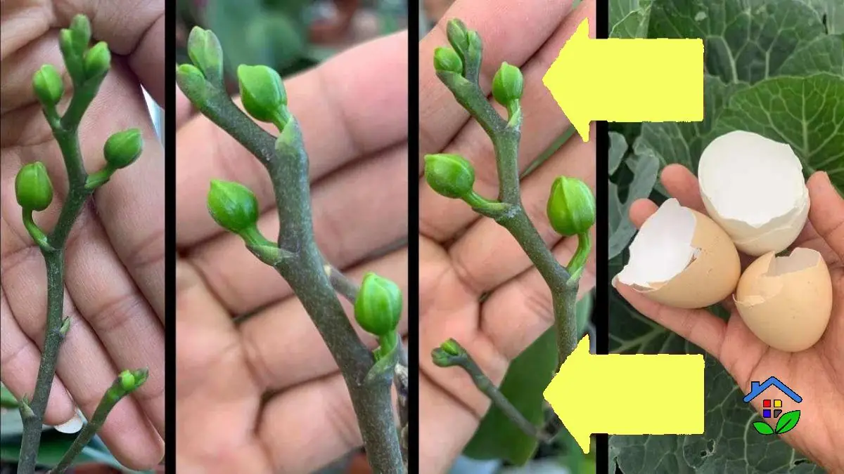 Nourish Your Orchids Eggshell Magic for Blissful Blooms!