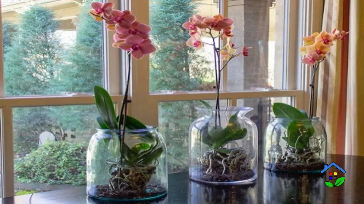 Light Up Your Orchids 2 Tips for Healthy Growth