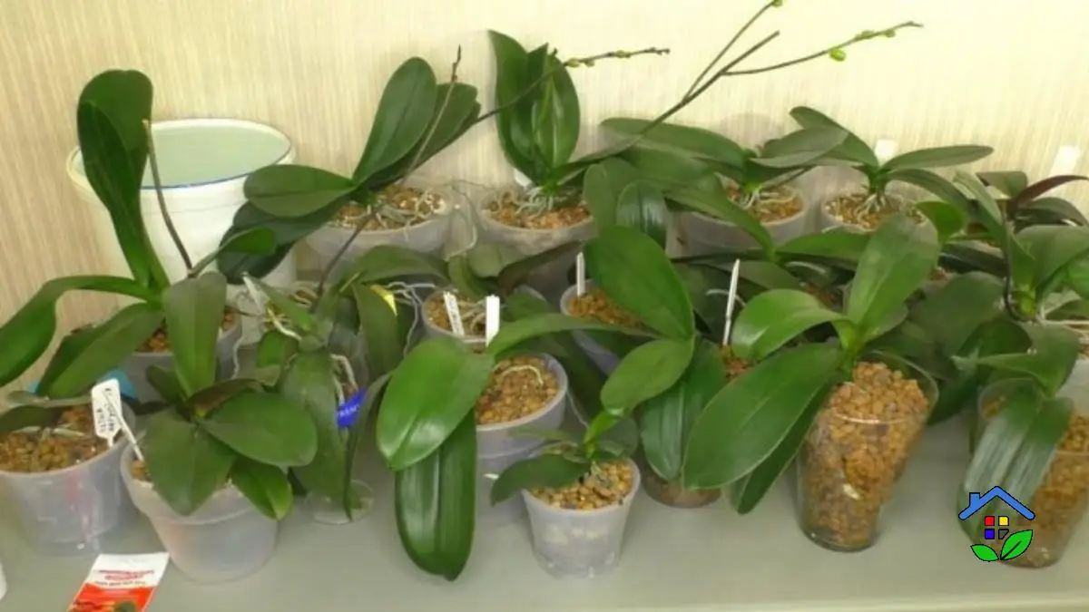 From Kitchen to Blooms Orchid Fertilization with Coffee Grounds