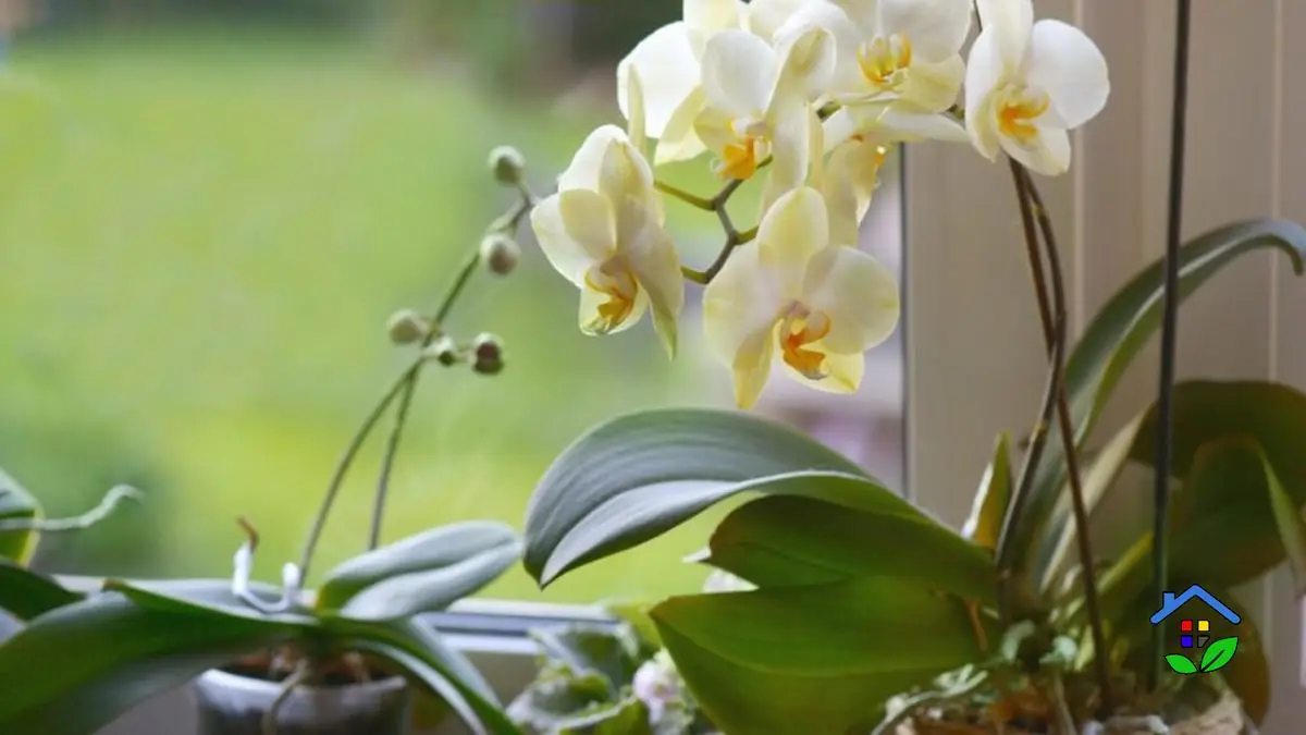 Signs That Say Your Orchid Is Screaming For Help