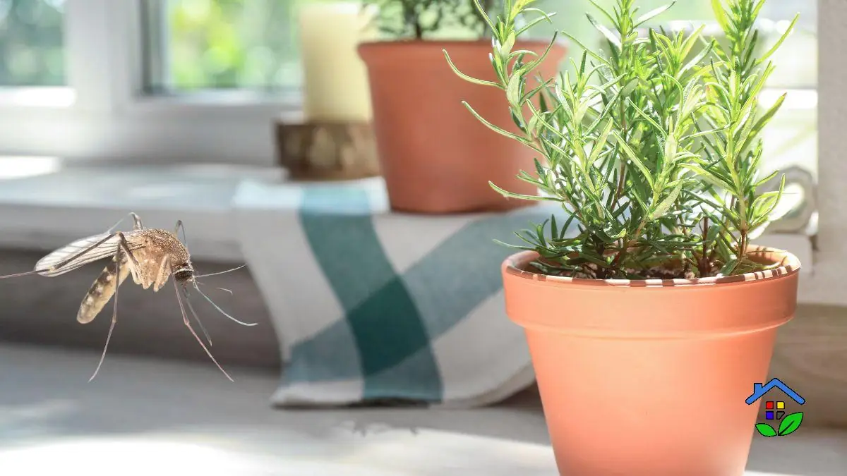 8 Natural Plants to Repel Insects from Your Home and Garden