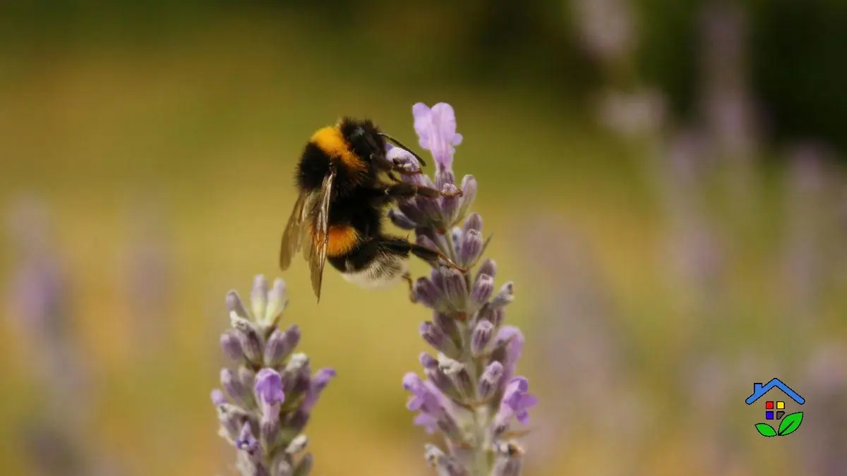 Best Plants to Attract Pollinators to Your Garden