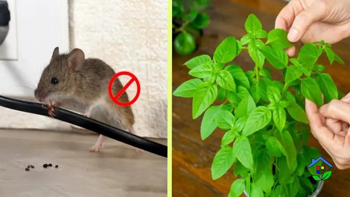 Rats, Be Gone! Protect Your Home with These RatRepelling Plants