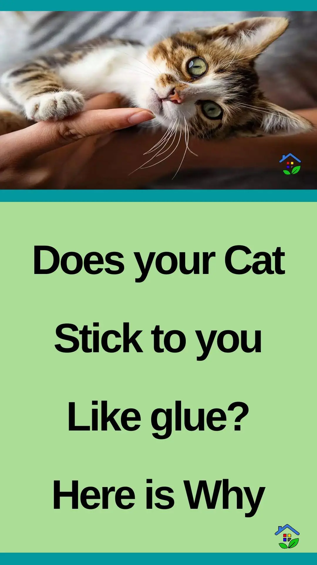 Check out why your cat wouldn’t leave your side  data-pin-id=938648747317002922
