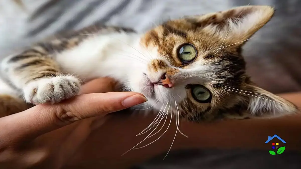 4 Reasons Why Your Cat Follows You Everywhere