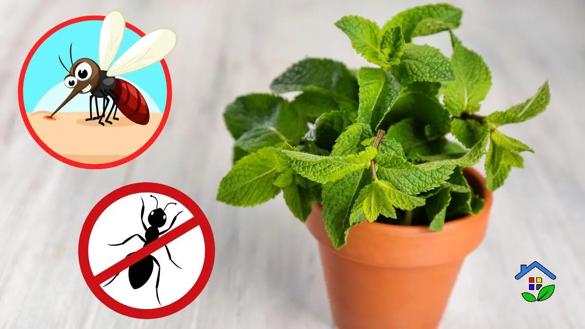 Say Goodbye to Spiders and Bugs with This Simple Plant Trick