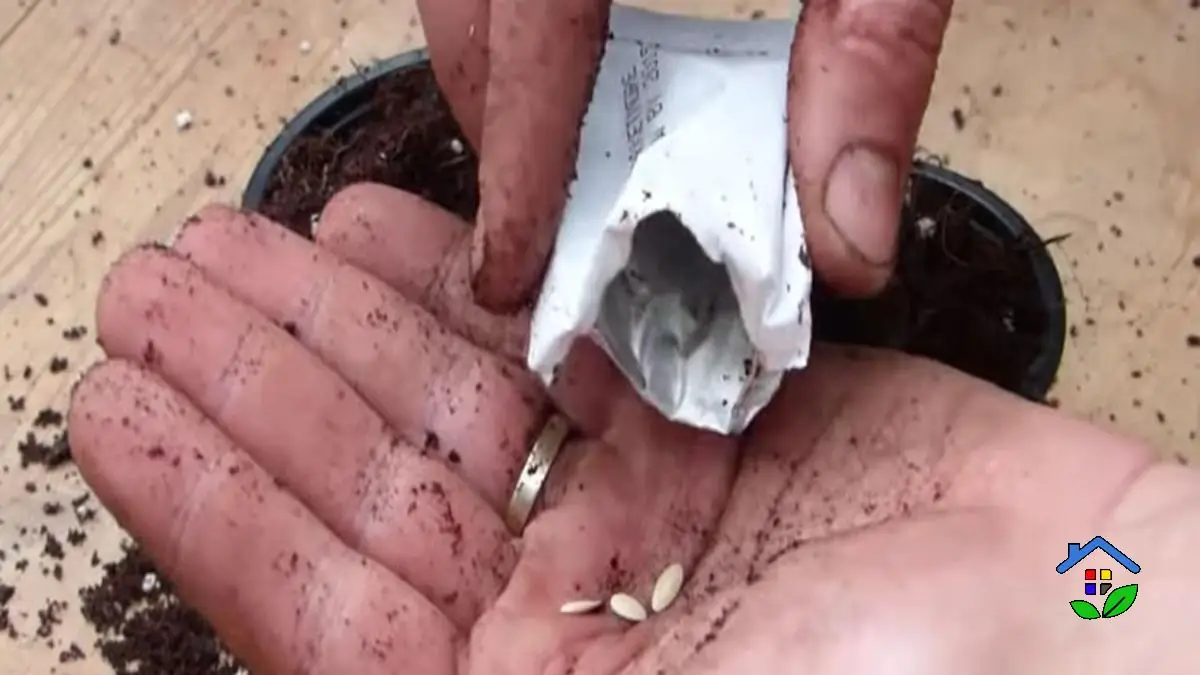How to sow and plant cucumbers effectively
