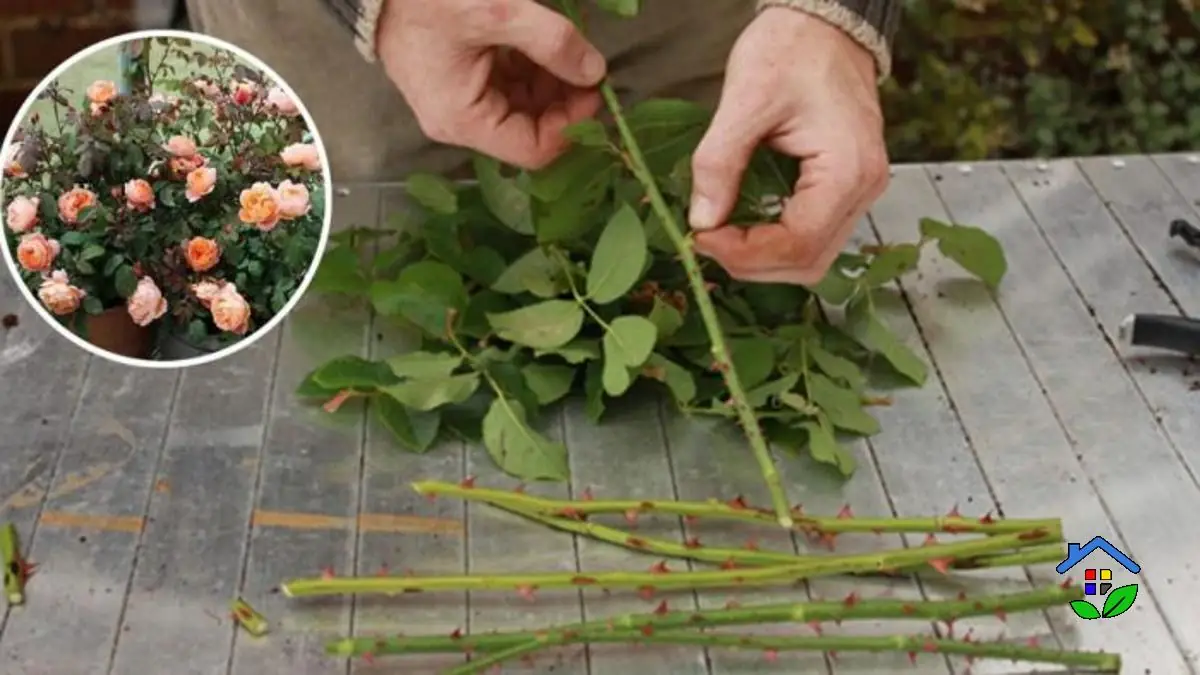 Rose Multiplication Made Easy 3 Steps to Multiply Your Roses