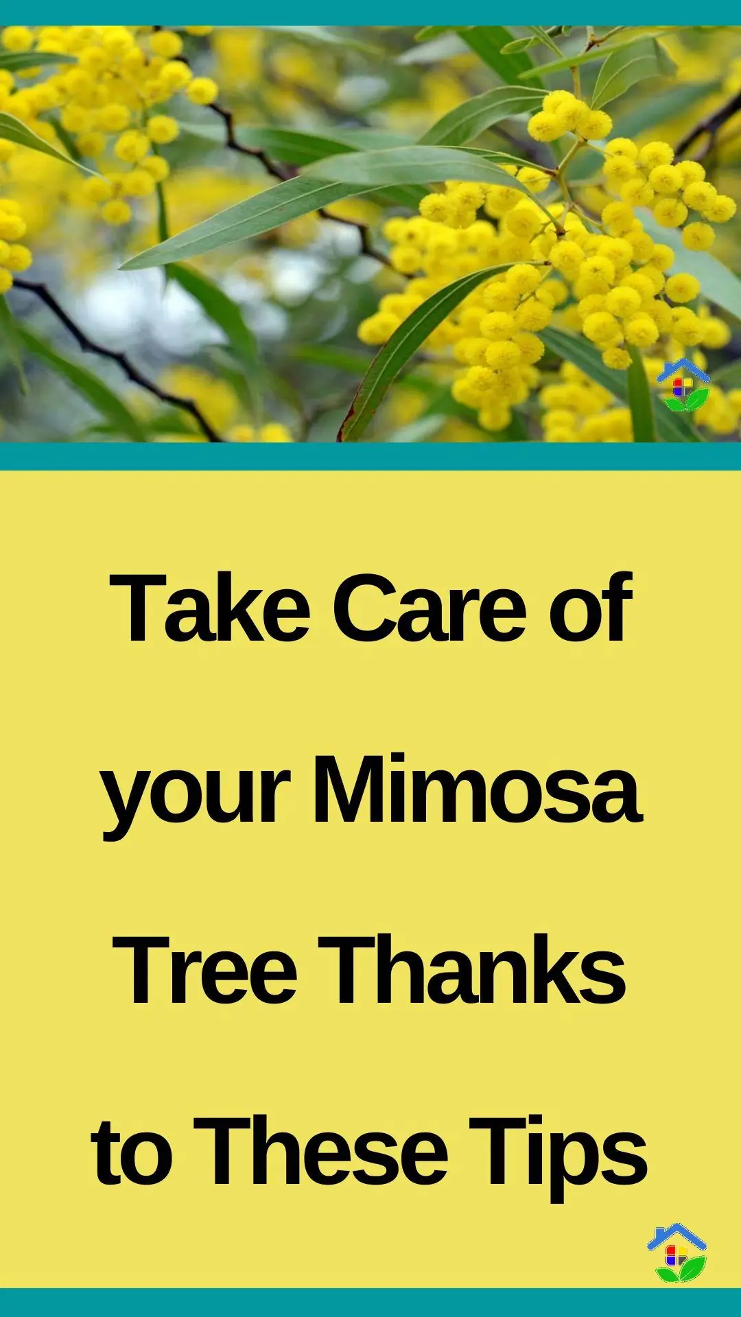 Your mimosa will thrive thanks to these easy tips data-pin-id=938648747317002923
