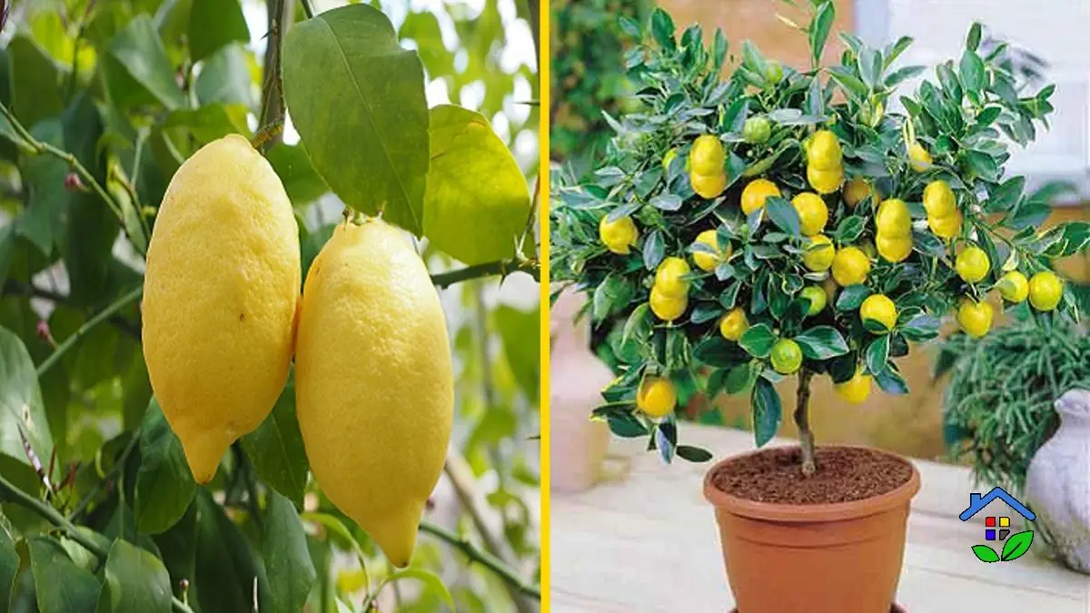 5 Easy Tips To Grow Lemon Trees in Containers