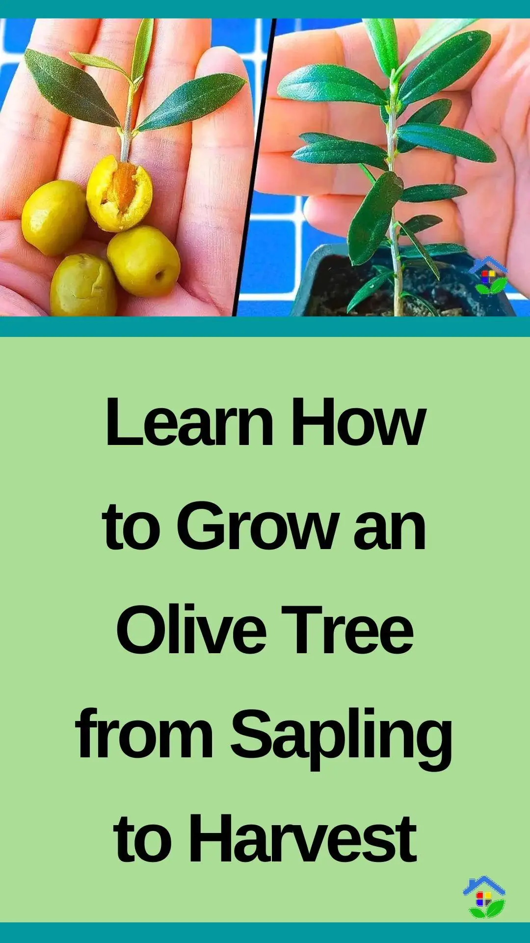 The beauty and benefit of growing in an olive tree data-pin-id=938648747317002910