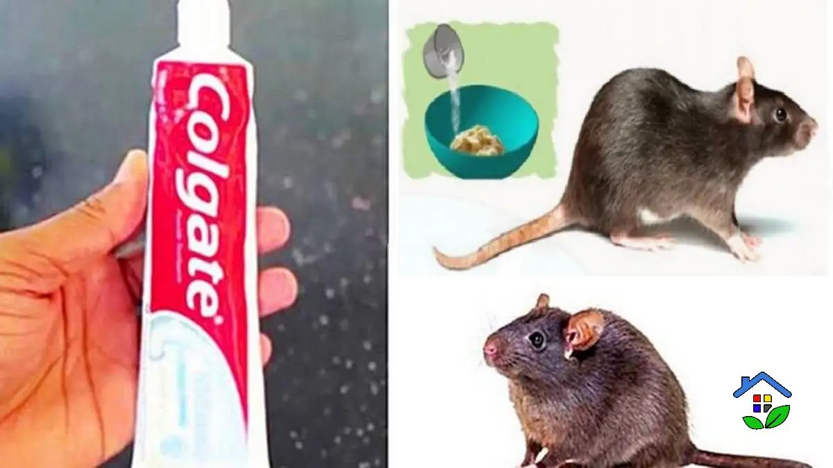 The Surprising Power of Toothpaste How to Catch Mice and Rats Safely and Effectively