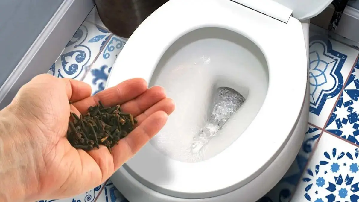 Flush Away Unpleasant Scents 3 Tips to Eliminate Urine Odor in Your