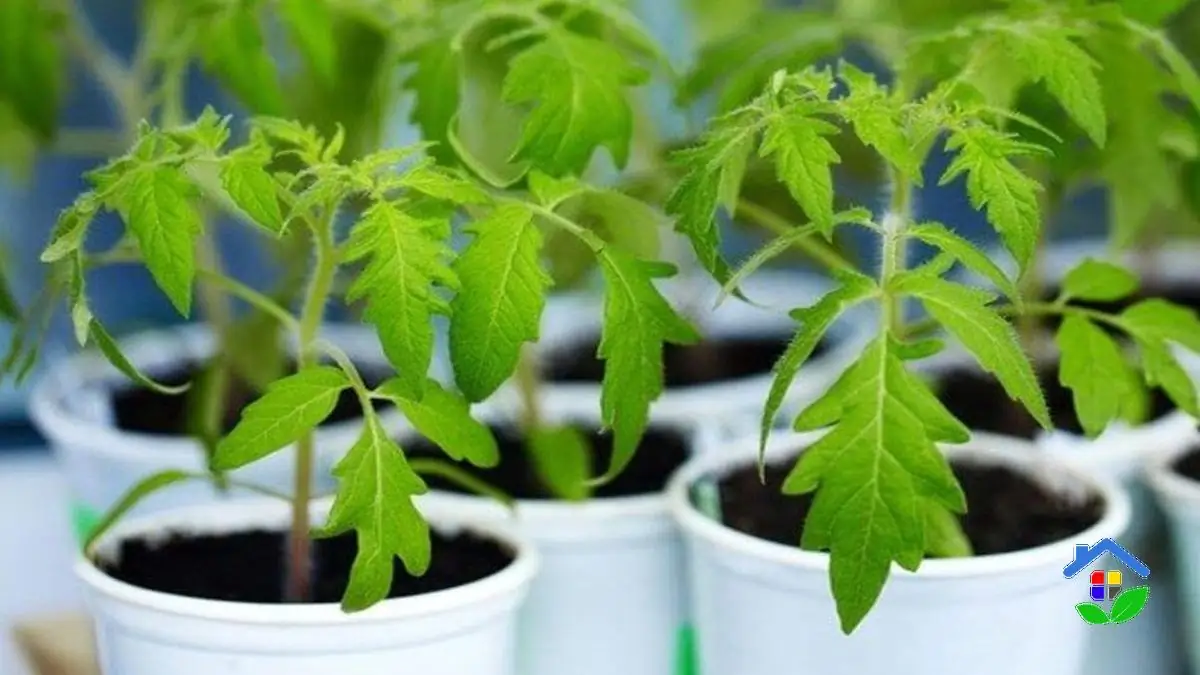 8 Vegetable Varieties To Grow In Winter